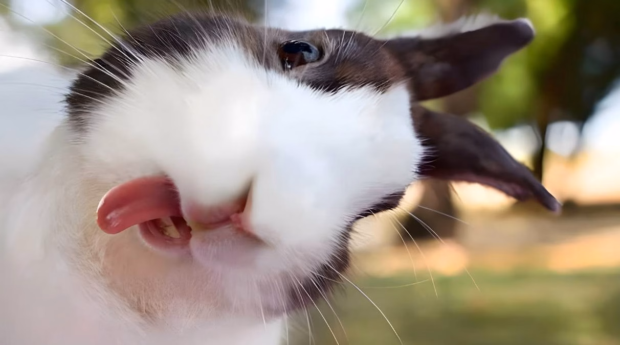Quelle alimentation privilégier pour un lapin nain