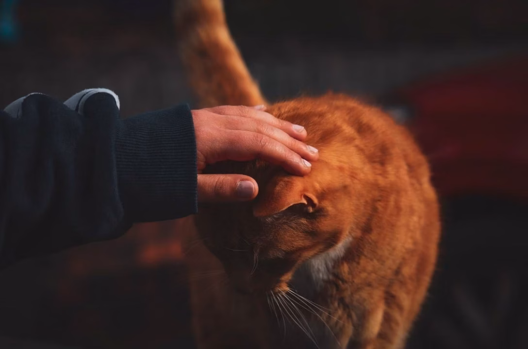 Pourquoi mon chat me lèche-t-il les mains et me mordille ?