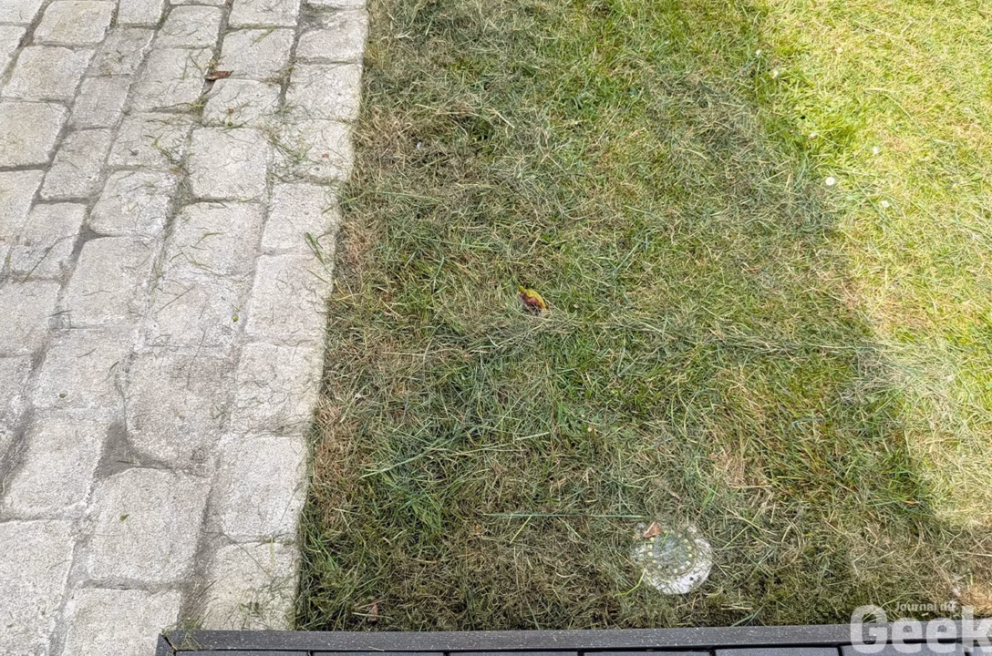 Pourquoi mon chat lèche-t-il le sol ou le plastique ?
