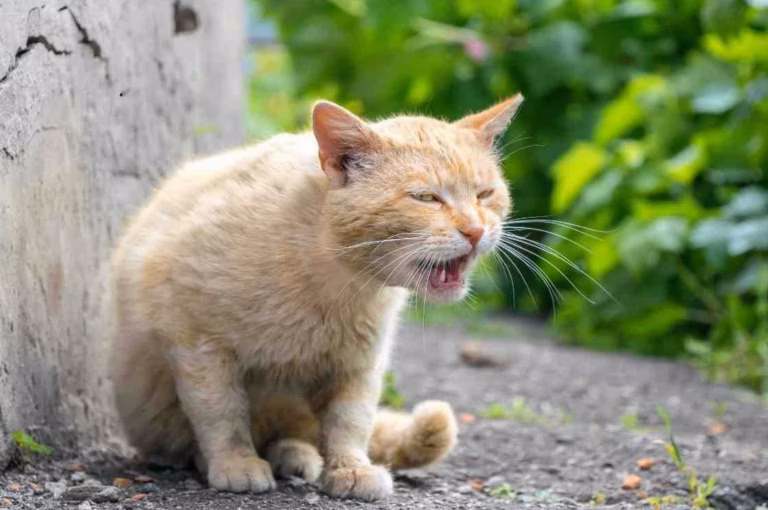 Pourquoi mon chaton fait-il pipi partout soudainement ?