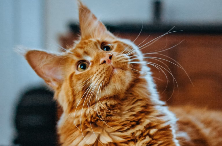 Il rapporte la balle et remue la queue : découvrez pourquoi certains chats adoptent ces comportements surprenants !