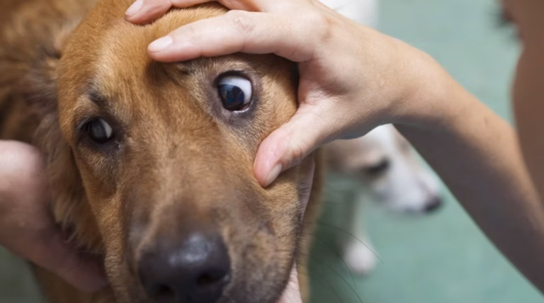 Mystère canin : Pourquoi nos chiens inclinent-ils la tête en nous écoutant ?