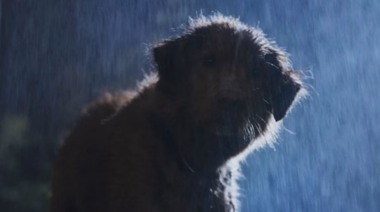 Chien paniqué lors d&rsquo;un orage : 5 conseils vétérinaires essentiels (et l&rsquo;erreur à éviter absolument