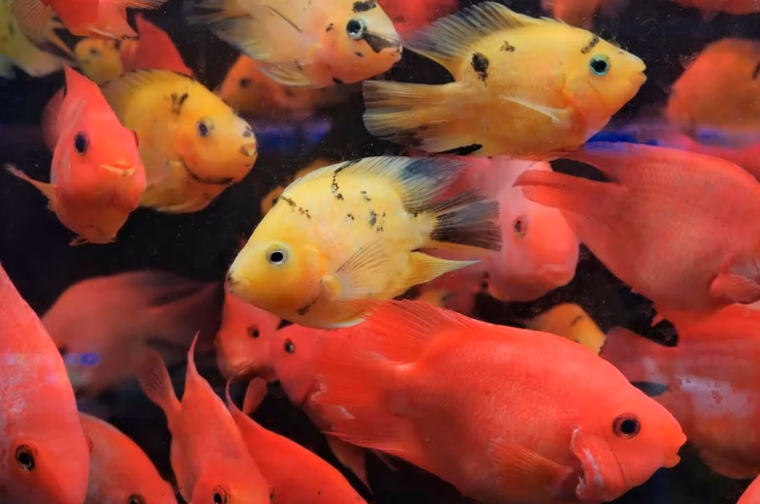 Comment entretenir un aquarium à poisson rouge