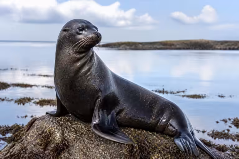 découvrez tout sur le loup marin : son habitat, son comportement, son alimentation et son rôle dans l'écosystème marin. apprenez à mieux connaître cet animal fascinant.