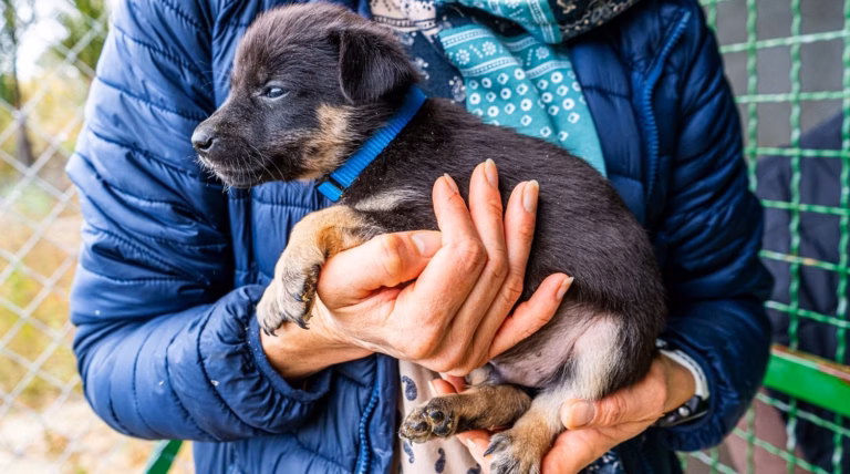 Pas-de-Calais : 287 animaux sauvés d&rsquo;une maison insalubre, entre chiens, chats et oiseaux