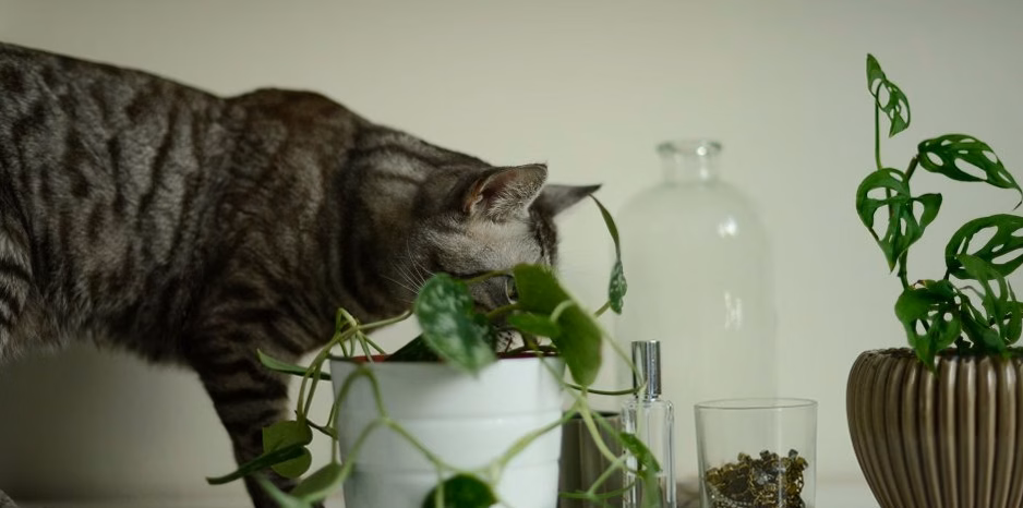 Quelles sont les plantes toxiques pour les chats