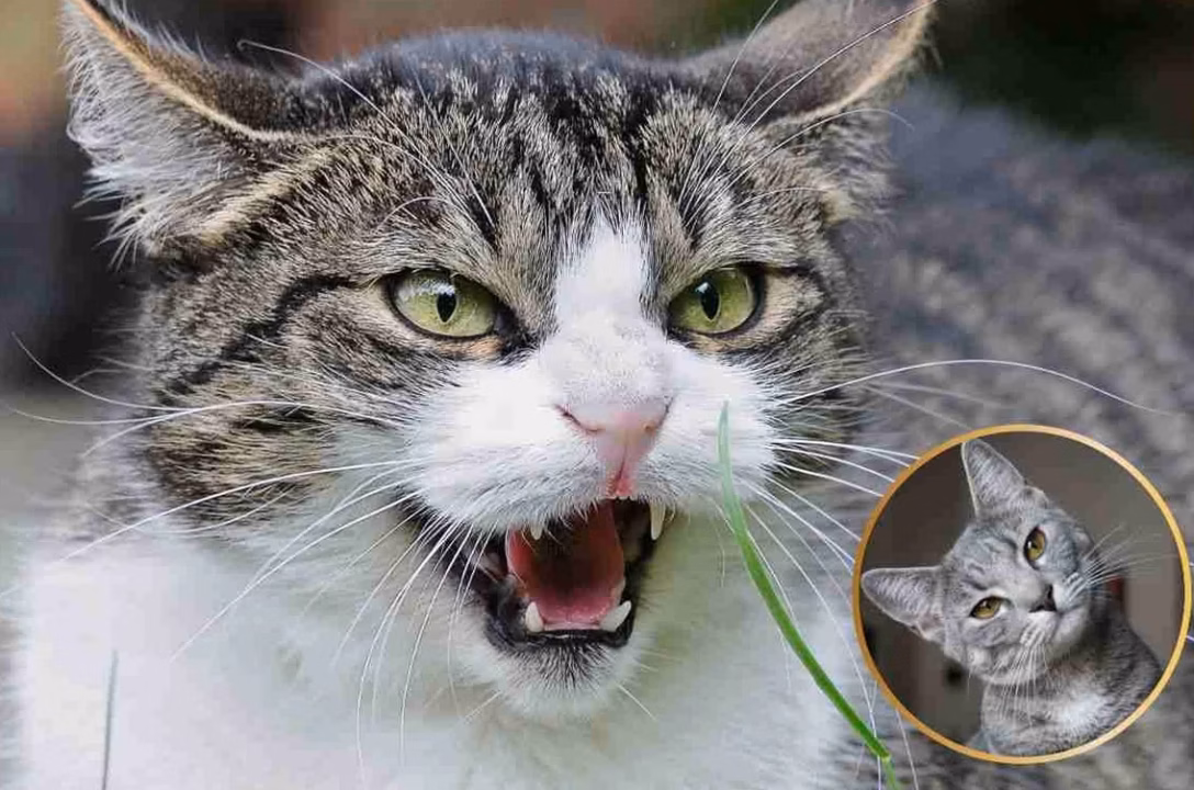 Les raisons surprenantes pour lesquelles votre chat vous mord après une séance de câlins