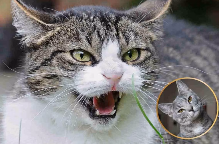 Les raisons surprenantes pour lesquelles votre chat vous mord après une séance de câlins