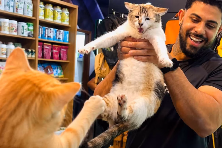 Urgence pour le bar à chats et coffee shop PawPao : « Votre soutien est vital dès aujourd’hui »