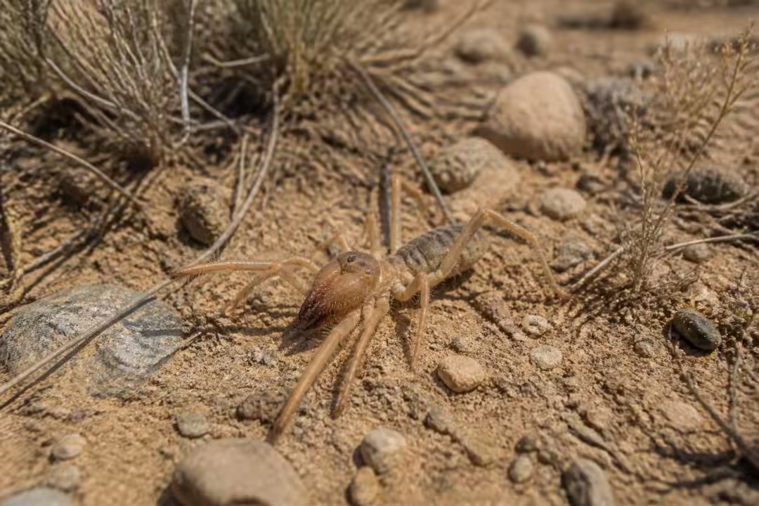 découvrez le gluvia dorsalis, un solifuge fascinant : son habitat naturel, ses caractéristiques uniques et son mode de vie détaillés dans cet article informatif.
