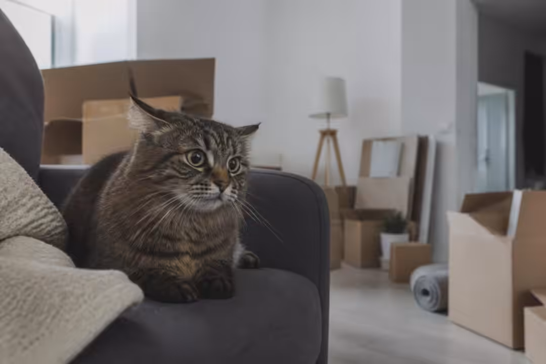 découvrez les raisons pour lesquelles votre chat peut éprouver du stress dans une nouvelle maison et comment l'aider à s'adapter en douceur.